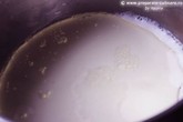 Pâinici braziliene cu tapioca și parmezan Image 1